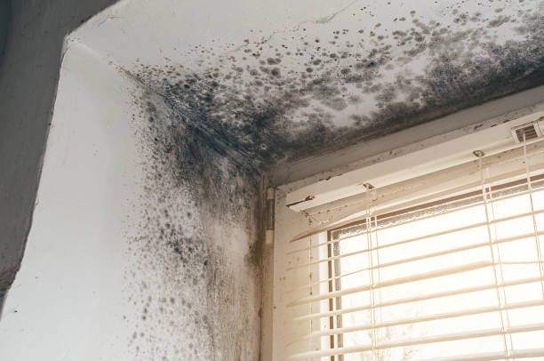 Affordable Mold Remediation solutions in Clinton, MD